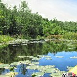 Black Pond