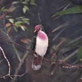 Bronx Zoo 021