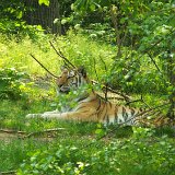 Bronx Zoo 028
