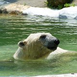 Bronx Zoo 041
