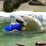 Bronx Zoo 046