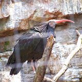 Bronx Zoo 081