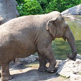 Bronx Zoo 084