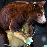 Bronx Zoo 088