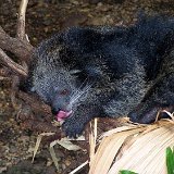 Bronx Zoo 091