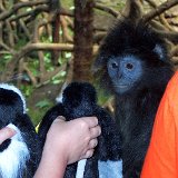 Bronx Zoo 096