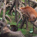 Bronx Zoo 101