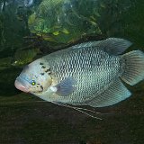 Bronx Zoo 116