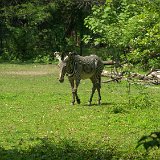 Bronx Zoo 118