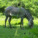 Bronx Zoo 119