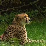 Bronx Zoo 123
