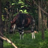 Bronx Zoo 130
