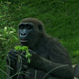 Bronx Zoo 136