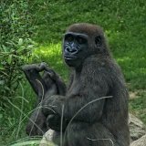Bronx Zoo 138