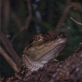 Bronx Zoo 164