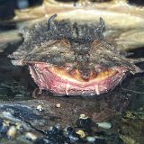 Bronx Zoo 169