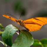 DSD 2363