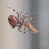 DSC 0033a