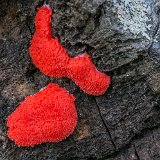 Red Raspberry Slime Mold