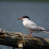 DSC 0069