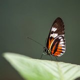 DSC 0115 116