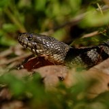 DSC 4497