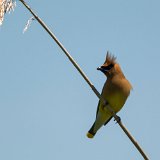 DSD 9917