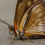 DSD 8375