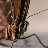 DSD 8426