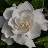 DSD 8441