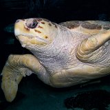 Maritime Aquarium