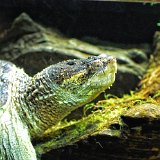 DSC 0011