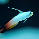 DSC 0055