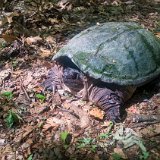 A snapping turtle decided to join me for a hike.