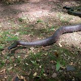 A harmless rat snake. This one had a nice chocolate brown color.