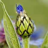 DSC 0049