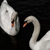 DSC 0232
