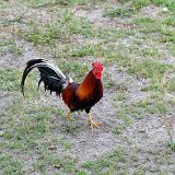 DSC 0474