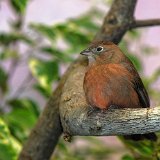 DSC 0017