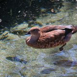 DSC 0033