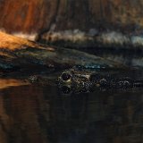 DSC 0296