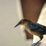 DSC 0111