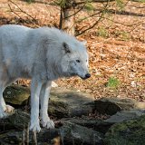 Wolves and a Raven