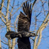 Quoth the Raven “Nevermore.”