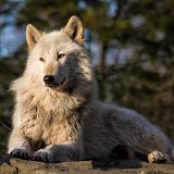 Sitting pretty.  I think this wolf's name is Alawa (meaning "sweetpea" in Algonquin, and pronounced "ai-lay-ewa).